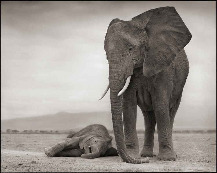 Elephant_with_Baby_on_Ground_30_8_1024x1024